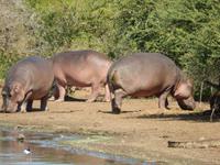 Flusspferde - Kruger-NP