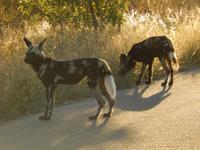 Hyänenhunde - Kruger-NP