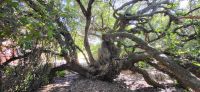 75 500 Jahre alter Postbaum am Diaz Museum