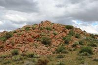 Euphorbia - Wolfsmilchgewächs