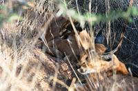 Katzentour auf Hammerstein