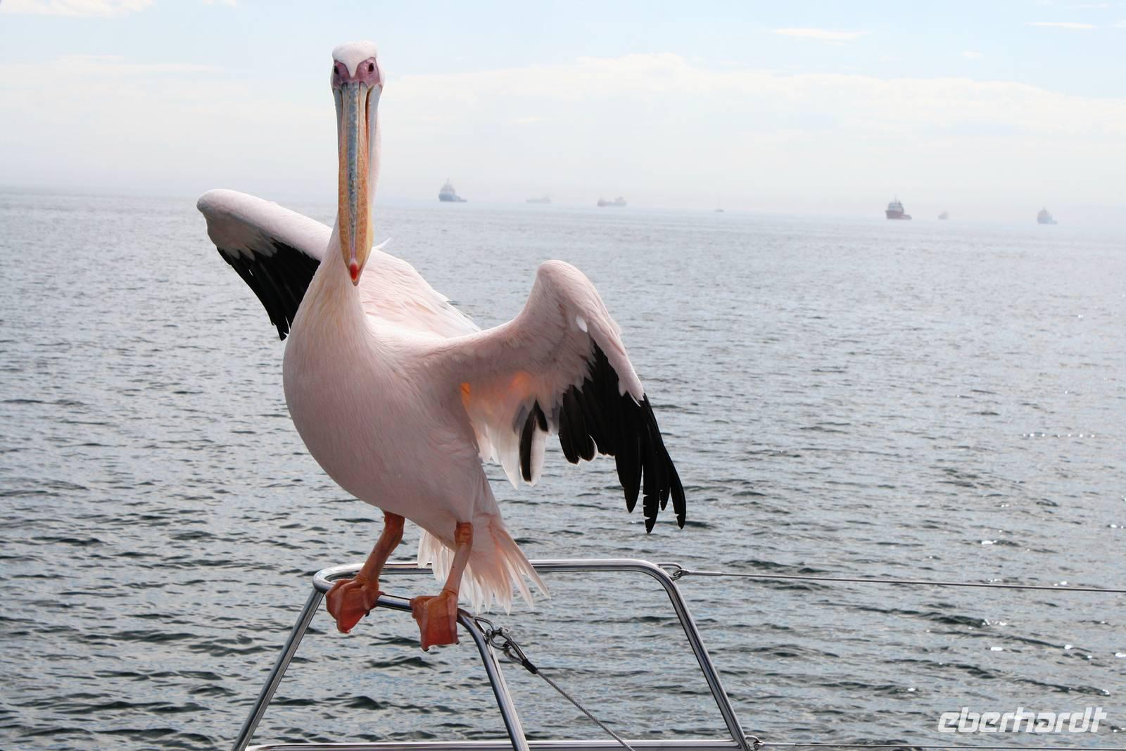 Hallo, ich Miss Pelikan