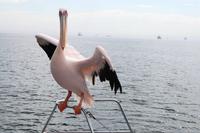 Hallo, ich Miss Pelikan