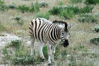 Empfangskomitee im Etosha