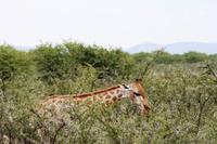 Empfangskomitee im Etosha