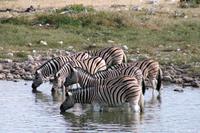 Filmvorführung am Wasserloch