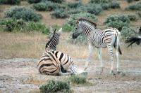 Safari im Etosha