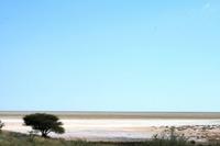 Safari im Etosha