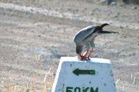 Weißbürzelsinghabicht