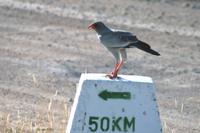 Weißbürzelsinghabicht