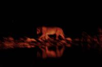 Stromausfall am Wasserloch und die Löwen sind da