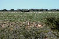 Safari im Etosha