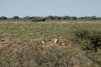 Safari im Etosha