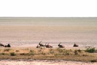 Safari im Etosha - Oryxe