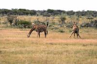 Gras fressende Giraffen