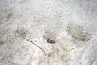 winziges Fröschlein