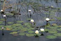Wasserlilien