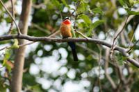 Diesen Vogel kenne ich leider nicht