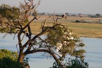 Schreiseeadler - African Fish Eagle