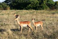 Impalas