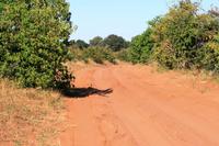 Safari im Chobe Nationalpark
