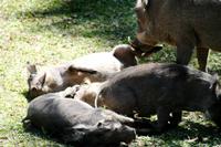 Mittagspause in Kasane