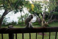 Morgendlicher Gast auf meinem Balkon