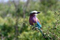 Gabelracke - Nationalvogel Botswanas