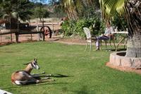 Springbock Daisy auf Hammerstein