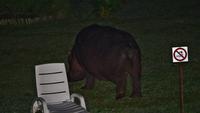 Hippo-Besuch