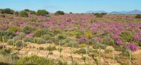 81 tolle Blüten entlang unserer Strecke