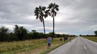 86 Makalani Palmen am Straßenrand