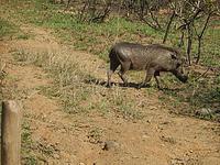 Warzenschwein Umfolozi