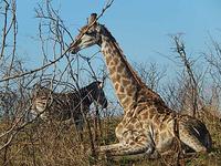 selten - sitzende Giraffe