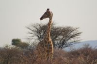 9 Giraffe