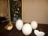 so schlüpfen Strausse