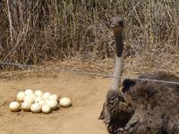 Strauß mit Gelege