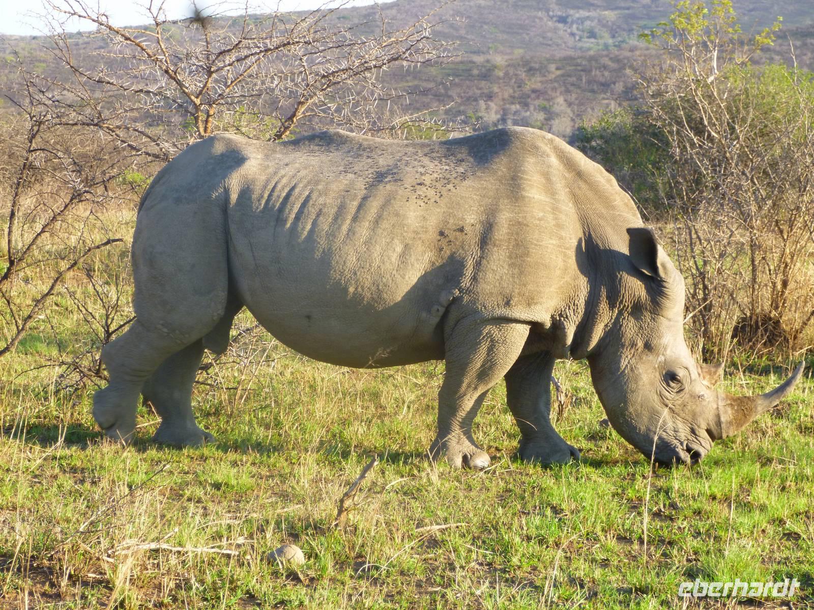 Nashorn Umfolozi NP