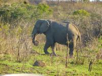 Elefant im Umfolozi NP