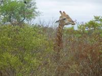 Krüger Park Giraffe