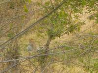 Krüger Park Leopard