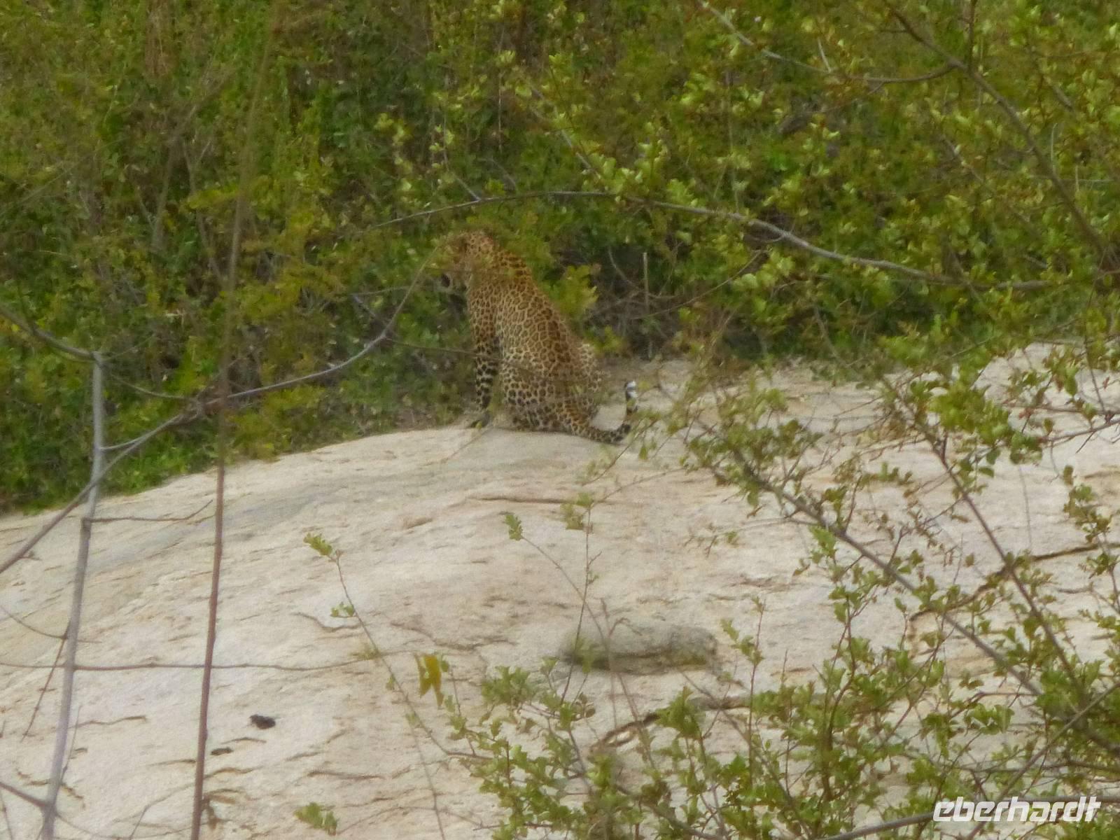 Krüger Park Leopard