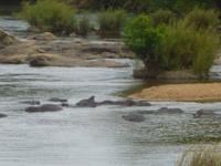 Hippos im Krüger