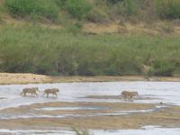 Löwinnen im Krüger Park