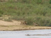 Löwen im Krüger Park