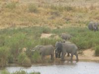 Elefanten Krüger Park