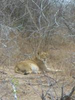 Löwin im Krüger NP
