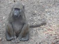 Affen im Krüger NP