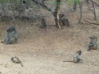 Affenfamilie Im Krüger NP
