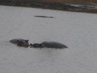 Hippos & Krokodil im Krüger NP